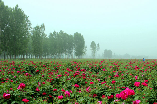 玫瑰莳植基地